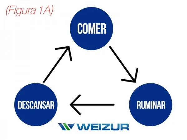 Figura 1A - Ciclo de Alimentação
