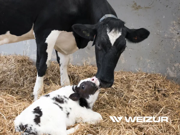 Reprodução Animal Weizur