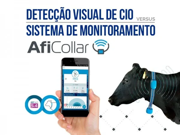 Artigo Aficollar