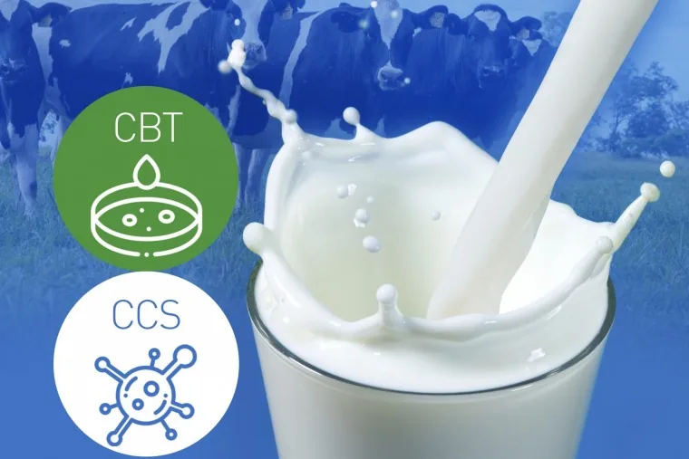 A Importância do Controle de Contagem Bacteriana do Leite - CBT