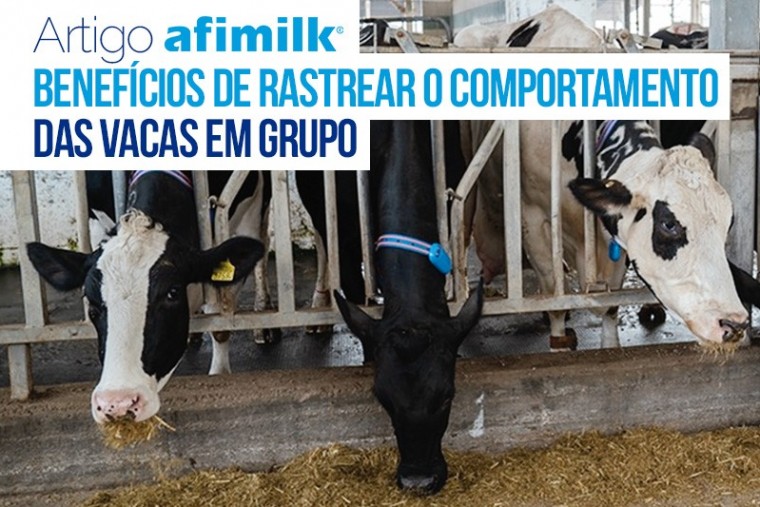 Benefícios de rastrear o comportamento das vacas em grupo